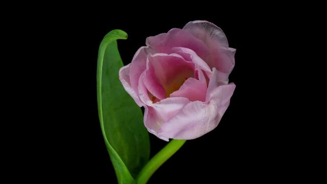 Time lapse of pink tulip flower blooming on black background,