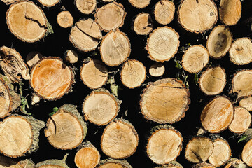 Stapel von Holzstämmen in Nahaufnahme