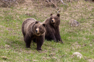 Grizzly Bears in Spring in Yellowstone National Park Wyoming