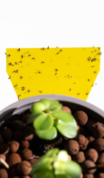 Fungus gnats on yellow sticky trap for insects of indoor plants (midges, soil flies, whiteflies ...).   Glue Catcher Dual-side. Fly Trap Paper.