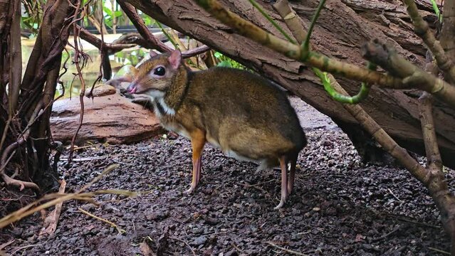 Close view of a javan mouse deer hiding under a tree with a tropical quail walking by.