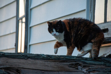 A Black, White and Orange Calico Cat outside on a roof beside the house