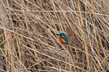 A kingfisher (Alcedo atthis) sits on grass by a  small stream, shining from the sun
