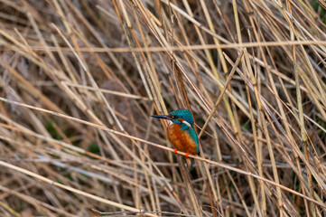 A kingfisher (Alcedo atthis) sits on grass by a  small stream, shining from the sun