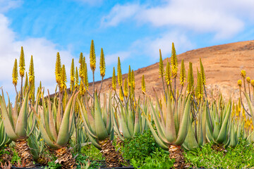 Aloe vera plants on a farm with mountain in the back