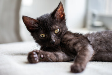Black cats are good luck © Beto Santillan