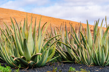 Closeup of an aloe vera plant on Fuerteventura