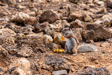 Small canarian chipmunk eaSmall canarian chipmunk eating and appleting and apple