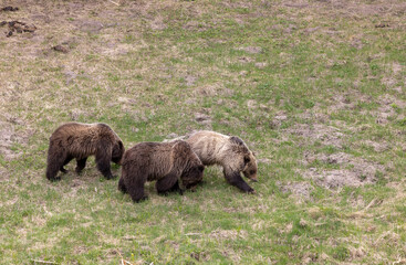 Grizzly Bears in Yellowstone National Park Wyoming in Spring