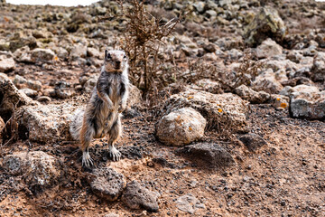 Small canarian chipmunk watching for enemies looking cute