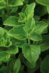 Stevia top view