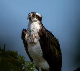 Regal  Osprey Relaxing after catching  supper