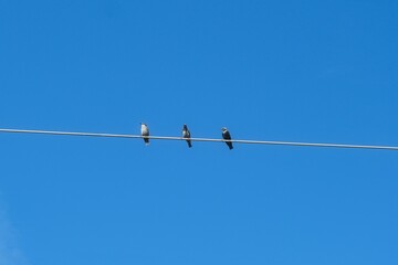 Vögel auf einer Stromleitung vor blauem Himmel
