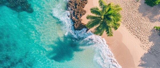 Aerial View of Beach With Palm Trees