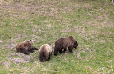 Grizzly Bears in Yellowstone National Park Wyoming in Spring