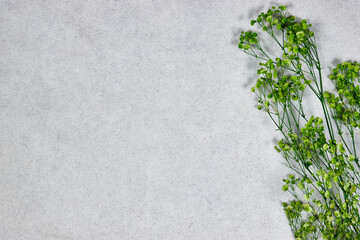 green baby's breath, gypsophila dry flowers on gray grunge background. flat lay, top view, copy...