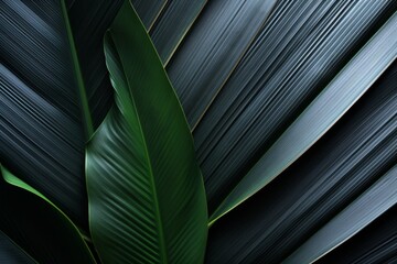 Abstract black leaf textures arranged in flat lay style for dark nature concept with tropical twist