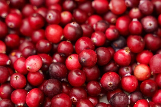 Pile of Cranberries on Table