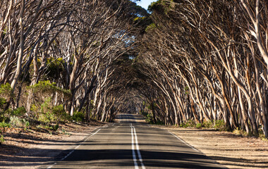 Eucalyptus tree tunnel on Kangaroo Island, South Australia, Australia