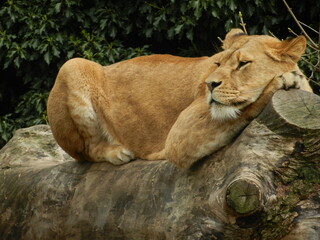 Obraz premium lioness