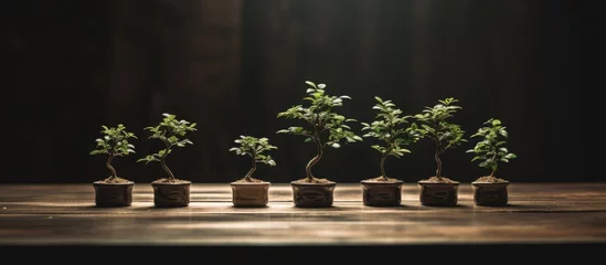 Schilderijen op glas A row of bonsai trees are neatly arranged on a wooden table. Each tree is meticulously pruned and cared for, showcasing their miniature beauty and intricate details. © Vusal