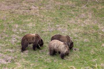 Fototapeta premium Grizzly Bears in Yellowstone National Park Wyoming in Spring