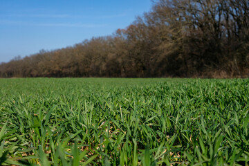 Wheat field. Springtime. Blue sky. Forest background.