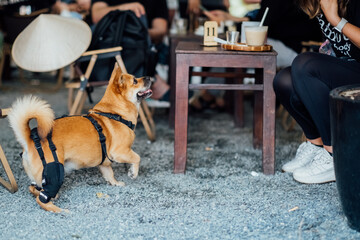 Adorable mixed-breed dog in a supportive walking harness enjoys the atmosphere of a bustling cafe,...