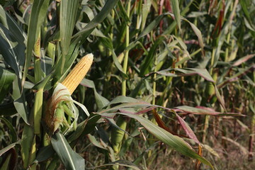 Thriving Green Maize Corn Plantations