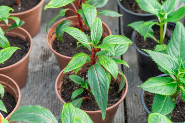 Seedling flower impatiens balsamina newguinea cultivation in flowerpots glasshouse. Cuttings of busy lizzie on green row plants. Grow touch-me-not or spotted snapweed in greenhouse. Garden balsam rose - obrazy, fototapety, plakaty