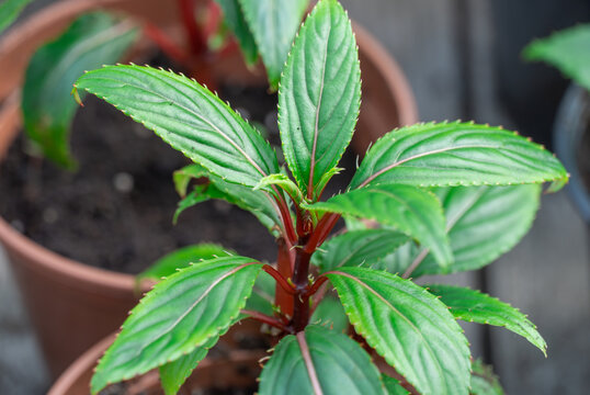 Seedling flower impatiens balsamina newguinea cultivation in flowerpots glasshouse. Cuttings of busy lizzie on green row plants. Grow touch-me-not or spotted snapweed in greenhouse. Garden balsam rose