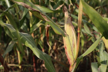 Thriving Green Maize Corn Plantations