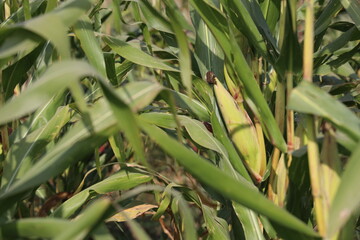 Thriving Green Maize Corn Plantations