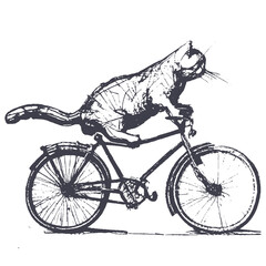 Fototapeta premium ball point pen sketch of cat. vintage engraving of cat. cat riding bicycle.