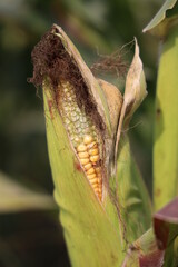 Thriving Green Maize Corn Plantations