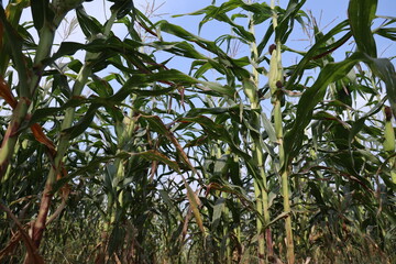 Thriving Green Maize Corn Plantations