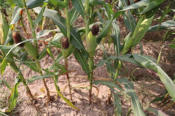 Thriving Green Maize Corn Plantations