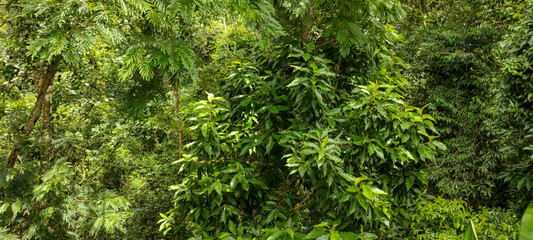 Fototapeta premium FOREST VEGETATION LEAVES TREES GREEN LIFE NATURE TROPICAL PARADISE BACKGROUND TRUNK BRANCHES PARK FOREST RESERVE