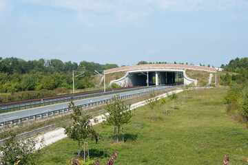 Fototapeta premium Wildbrücke