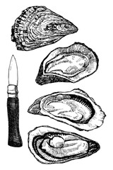 Oysters with knife, hand drawn sketch, vector illustration 