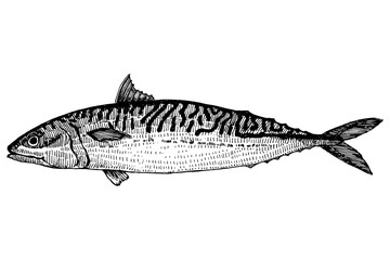 Mackerel. Fish hand drawn sketch, vector illustration  - 755044189