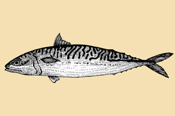 Mackerel. Fish hand drawn sketch, vector illustration  - 755044191