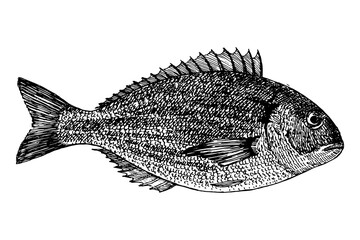Fish hand drawn sketch, vector illustration 