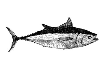 Tuna. Fish hand drawn sketch, vector illustration  - 755044199