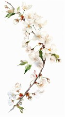 Watercolor illustration of a branch of cherry blossoms on a white background, spring flowers