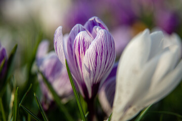 blooming crocus during spring evening