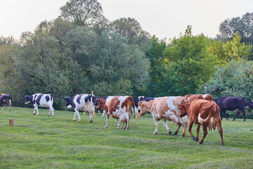 A picturesque scene of spotted cows grazing on a verdant meadow. The calm and serene environment evokes a sense of tranquility and peacefulness, making it a perfect spot for relaxation and meditation.