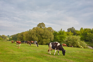 A pastoral scene of spotted cows grazing on a lush green meadow under a clear blue sky.