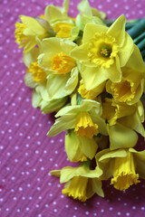 Easter greeting card. Bouquet of golden daffodils.
Easter season concept.
