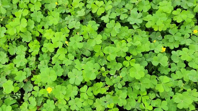 Green ivy leaves. Green clover leaves background. St. Patrick's day background